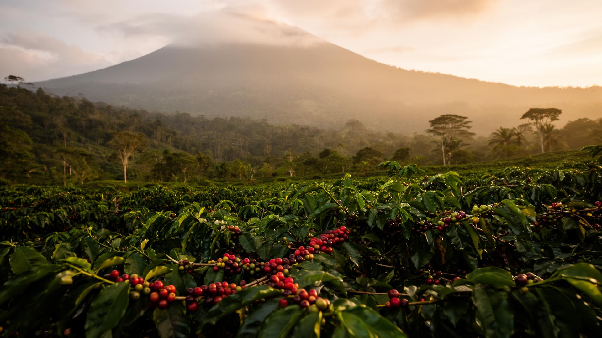 A misty Panamanian coffee farm at sunrise with red coffee cherries in the foreground
